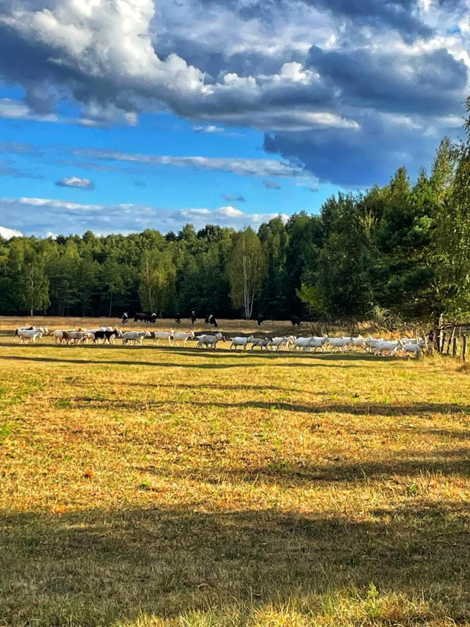 Садиба Бабина Лоза Lisove  Extérieur photo