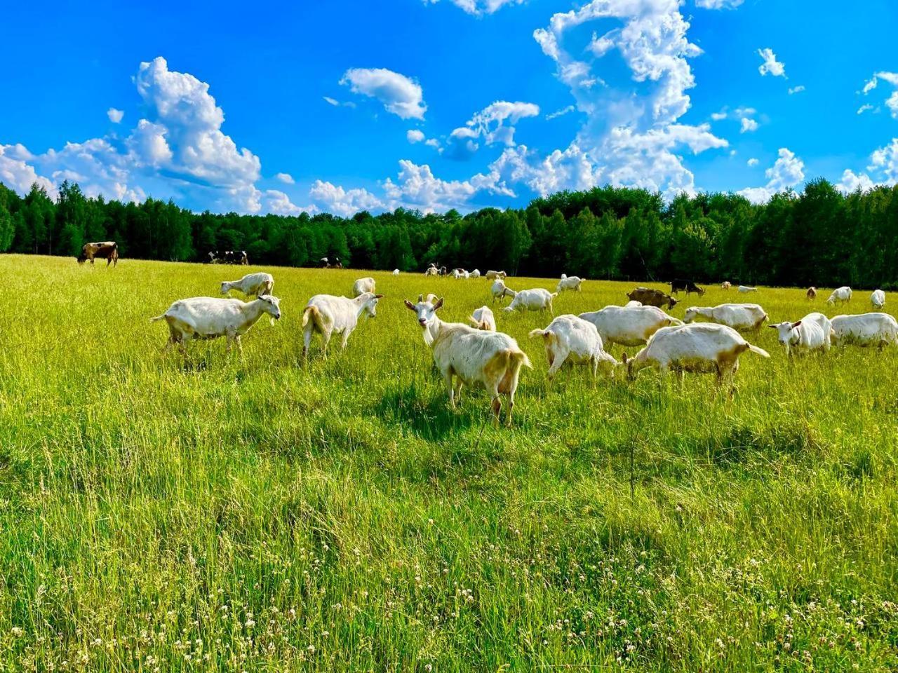 Садиба Бабина Лоза Lisove  Extérieur photo